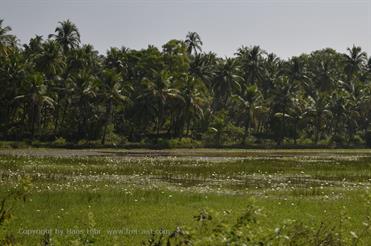 01 Holiday_Inn_to_Magao_by_cab,_Goa_DSC7647_b_H600